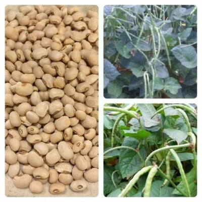 cream texas flower seeds