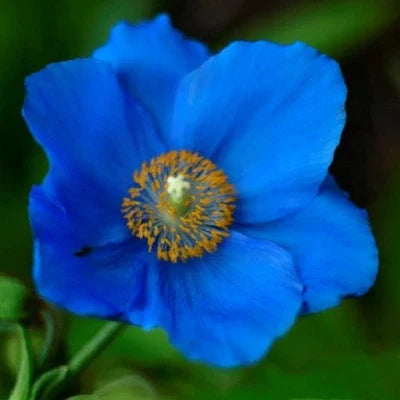 Blue Blue Organic Himalayan Poppy Planting Rare Non Gmo Tibetan Poppy Heirloom Flower Seeds