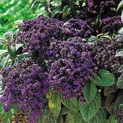 green blue flower seeds