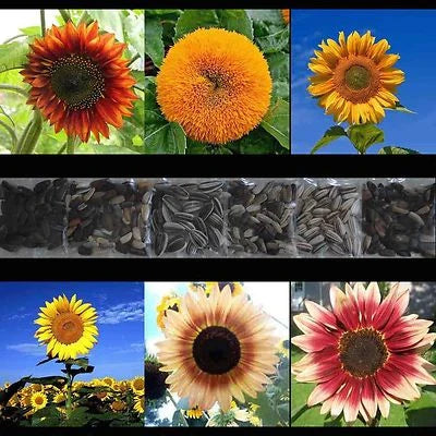 Sunflower Rare Mix Beautiful Flowers Blooms Multiple Variety Giant Us Heirloom Non Gmo Flower Seeds