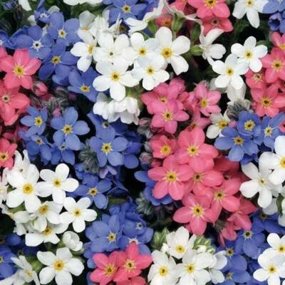 forget me flower seeds