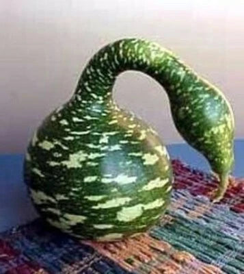 speckled gourd flower seeds