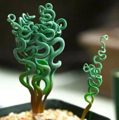 succulent ss flower seeds