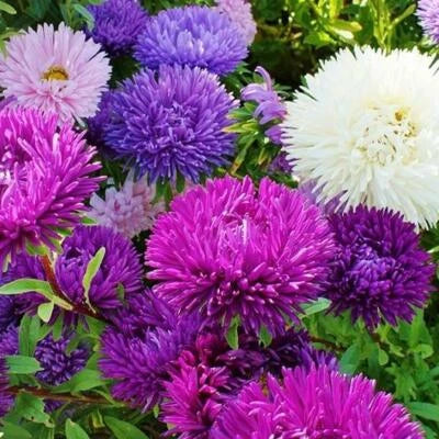 aster tall flower seeds
