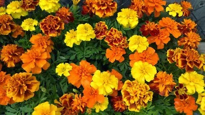 french marigold flower seeds