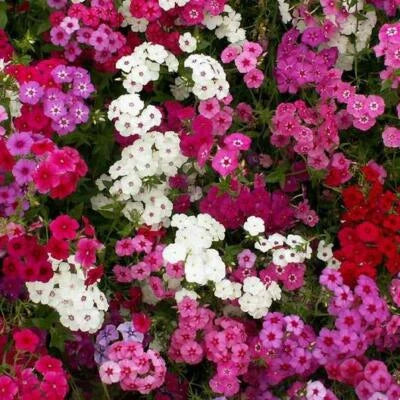 pink white flower seeds