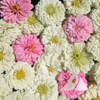 Zinnia Blushing Bride Mix Cut Flowers Pollinators Weddings Non Gmo Heirloom Easy To Grow Annual