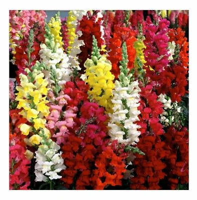 snapdragon for flower seeds