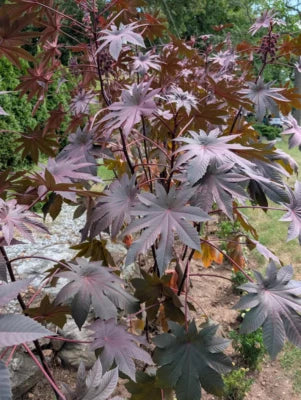 purple wonder flower seeds