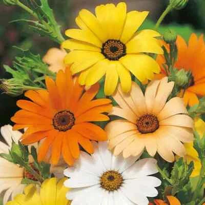 african daisy flower seeds