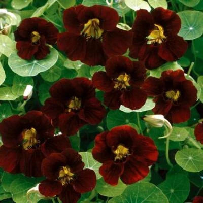 black nasturtium flower seeds