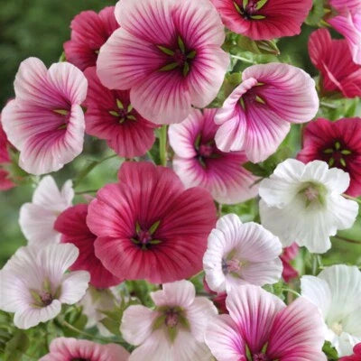 malope trifida flower seeds