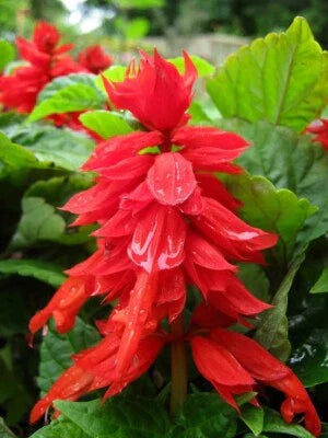red green flower seeds