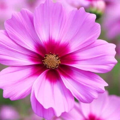 gloria cosmos flower seeds