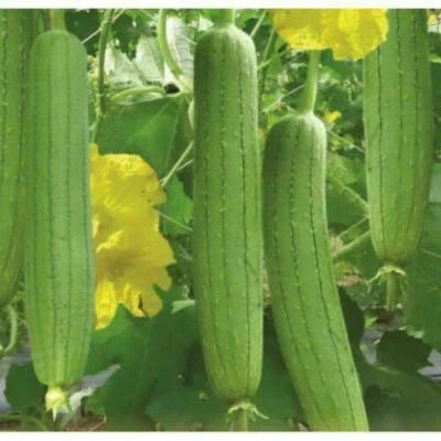 asian vegetable flower seeds