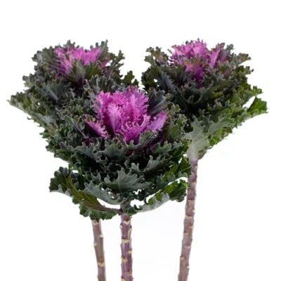 flowering kale flower seeds
