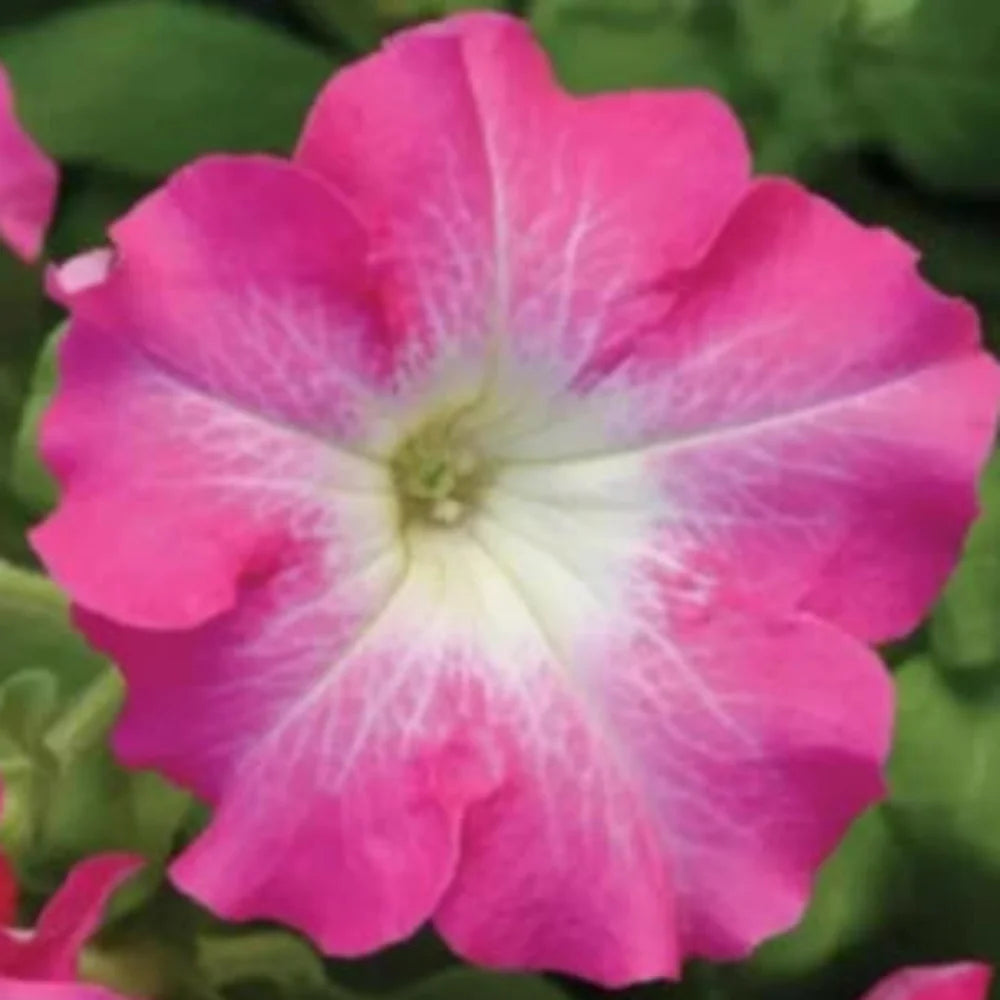 pink pink flower seeds