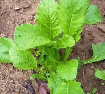 root vegetable flower seeds