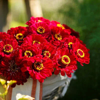 Red Zinnia Meteor Burgundy Flowers Pollinators Butterflies Non Gmo Heirloom Easy To Grow Annual