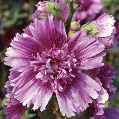 purple queeny flower seeds