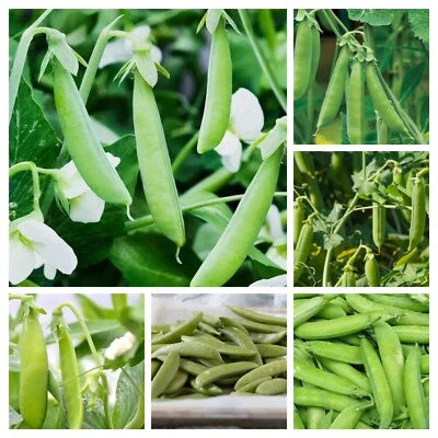 ct pea flower seeds
