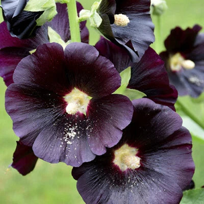 black red flower seeds
