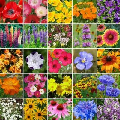 southeast wildflower flower seeds