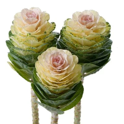 flowering kale flower seeds