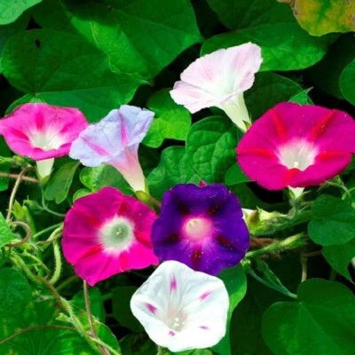morning glory flower seeds