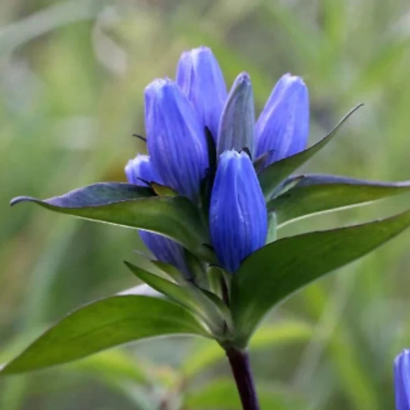 bottle gentian flower seeds