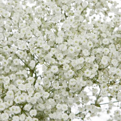 babys breath flower seeds