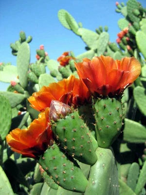 opuntia tomentosa flower seeds