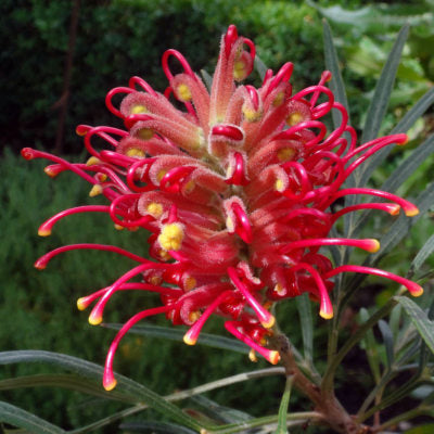 Heirloom Non-GMO Grevillea Flower Seeds for Planting – Drought-Tolerant Ornamental Blooms