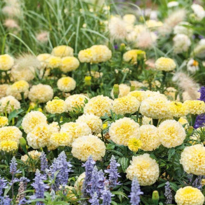 African Marigold Moonlight Double Blooms Beneficial Bees Non Gmo Heirloom Easy To Grow Annual