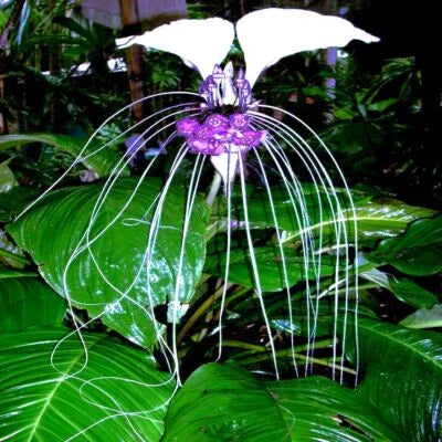 white bat flower seeds