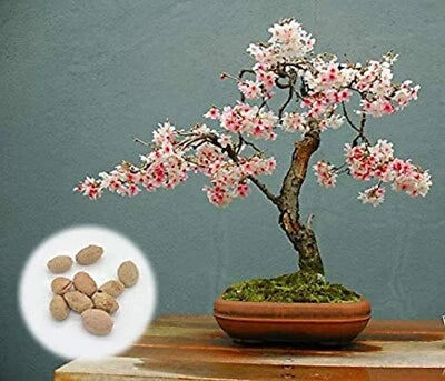 japanese flowering flower seeds