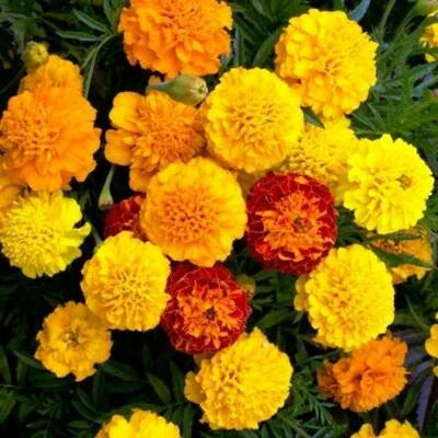 french marigold flower seeds