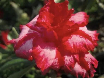 pink berrypink flower seeds