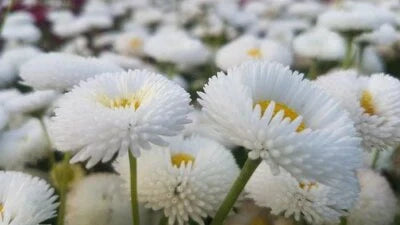 white bellis flower seeds