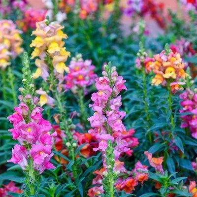 Tetra Snapdragon Antirrhinum Majus Flowers Usa Fast Ship Heirloom Non Gmo Easy To Grow Annual