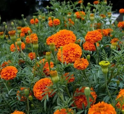orange crackerjack flower seeds