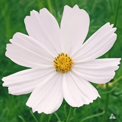 purity cosmos flower seeds