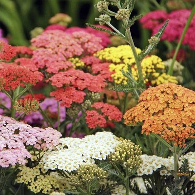 yarrow colorado flower seeds