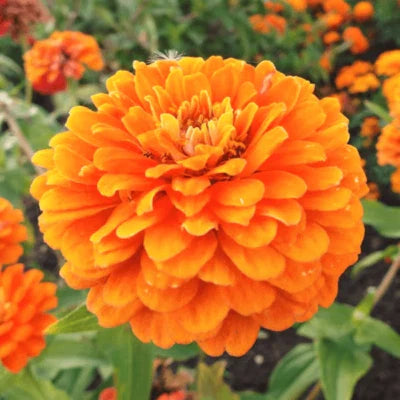 orange orange flower seeds