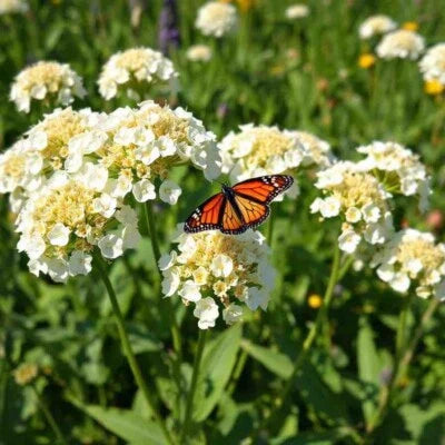 White Milkweed Swamp Asclepias Perennial Monarch Butterfly Heirloom Non Gmo Flower Seeds Home