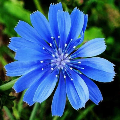chicory for flower seeds