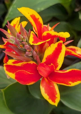 red golden flower seeds