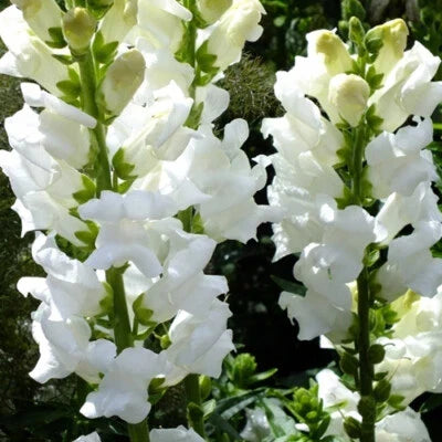 snowflake snapdragon flower seeds