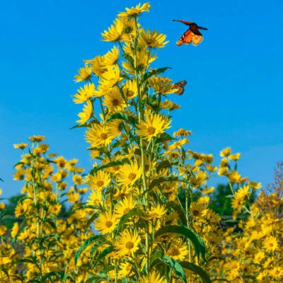 sunflower maximilian flower seeds