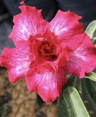 pink romantic flower seeds